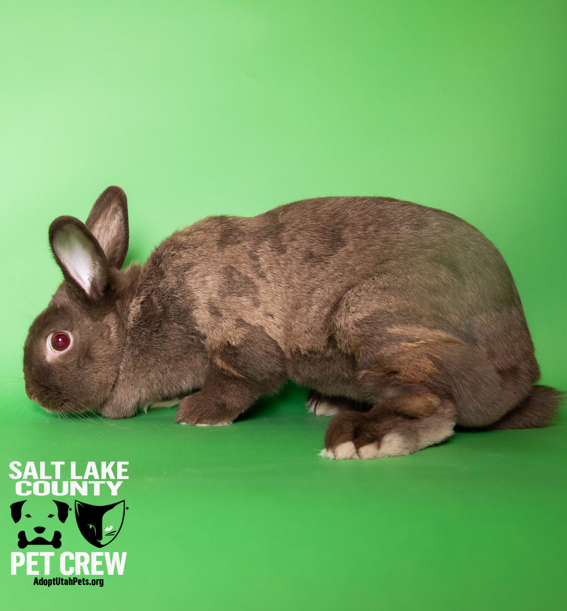 A157546 Lindor is Available for Adoption!