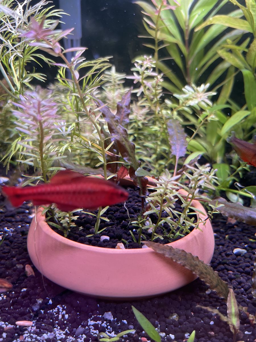 clay Pot With 3 Tyeps Of Plants