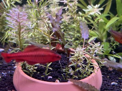 clay Pot With 3 Tyeps Of Plants