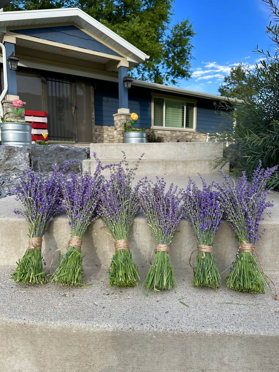 Fresh lavender
