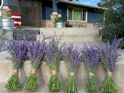 Fresh lavender