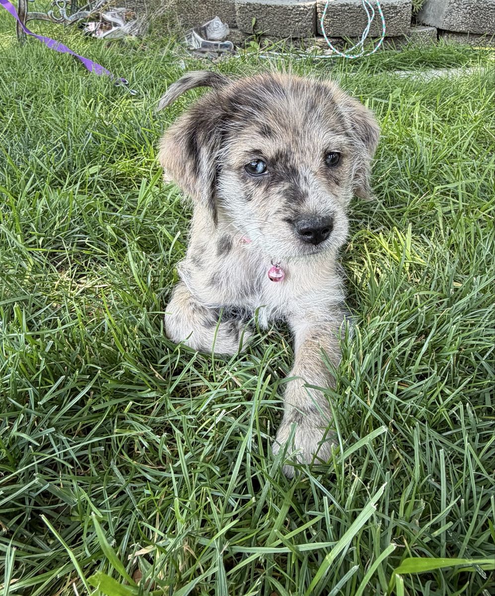 Terrier/golden retriever mix puppy’s