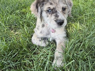 Terrier/golden retriever mix puppy’s