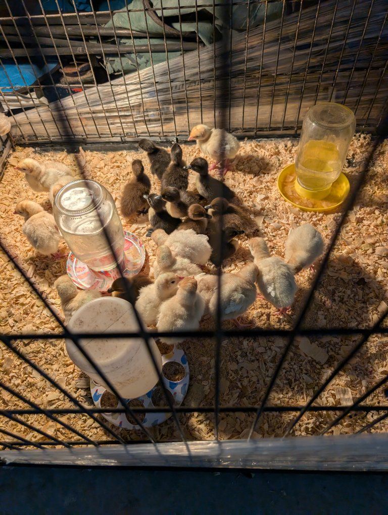 Live Baby Ducklings Brooder Assortment