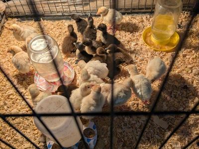 Live Baby Ducklings Brooder Assortment