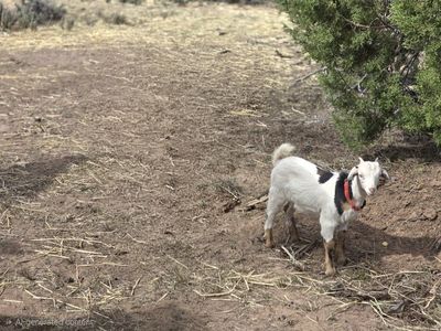 Mini Nigerian Dwarf Goat