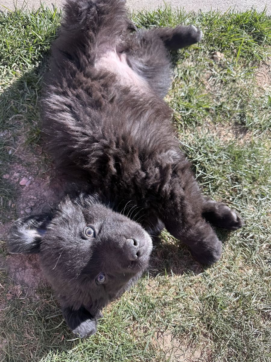 Meet Darla! border Collie/mini Aussie