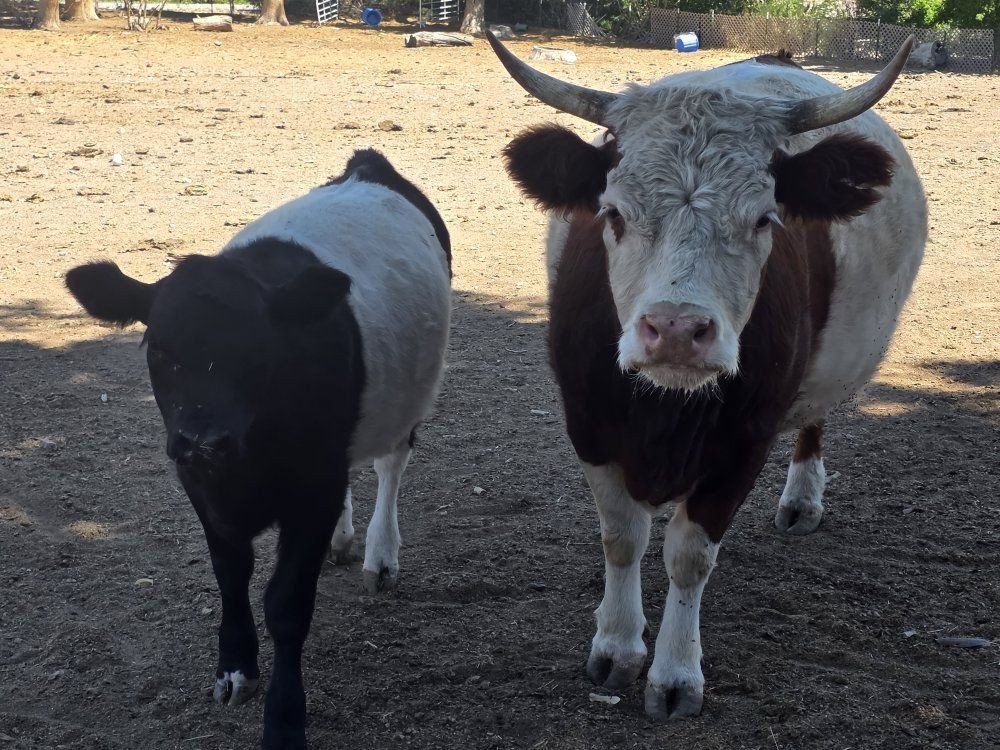 belted cows and heifer minnie/mid size