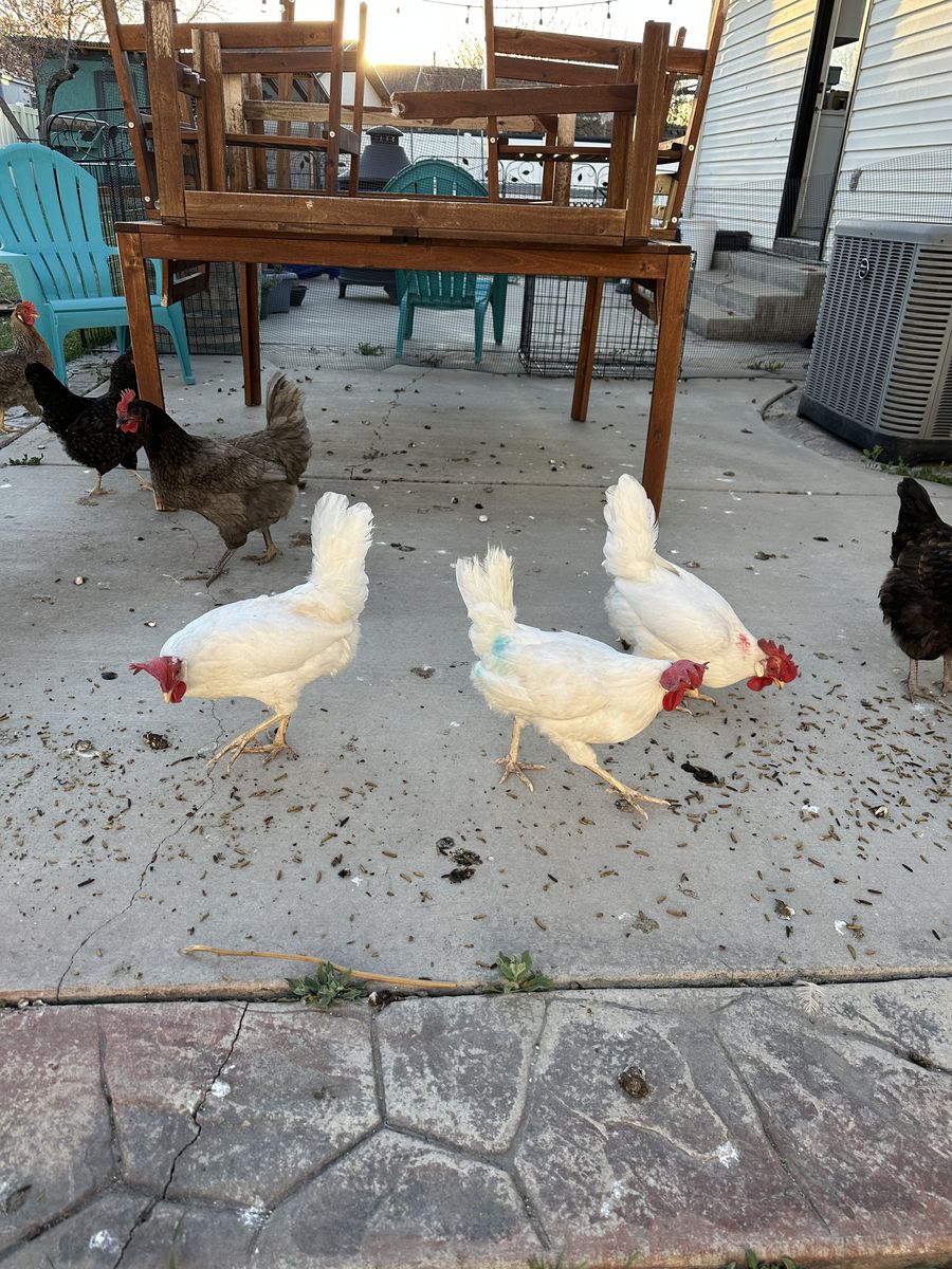 Free Leghorn Hen.  No longer laying