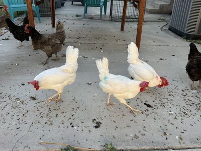 Free Leghorn Hen. No longer laying