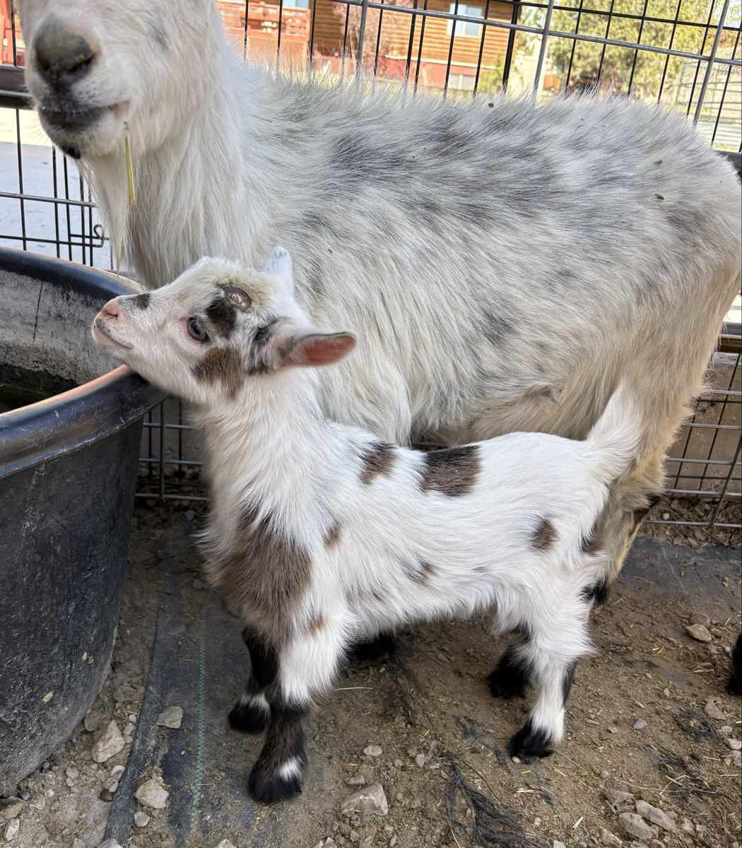 Adorable Nigerian Dwarf Goats- Perfect for Pet or Farm
