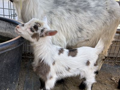 Adorable Nigerian Dwarf Goats- Perfect for Pet or Farm