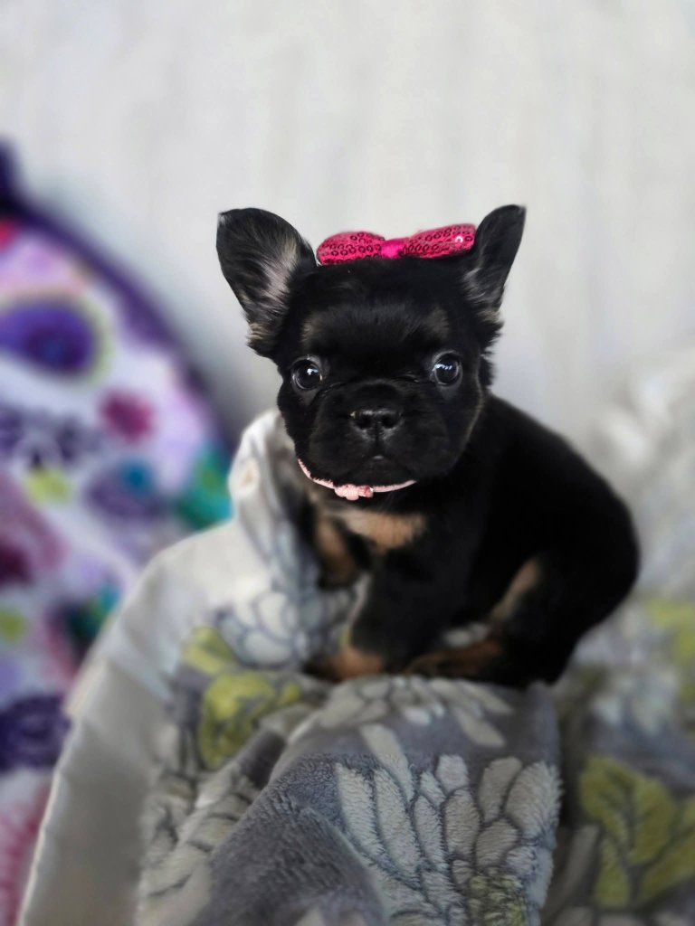 Fluffy French Bulldog Puppies - Male & Female - Ready for New Homes