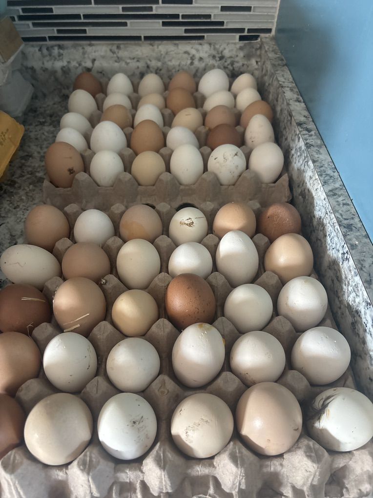 Farm Fresh Organic Eggs