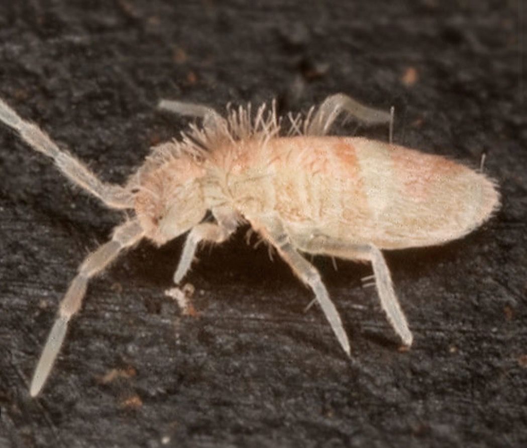 Selling isopods and spring tails!!!