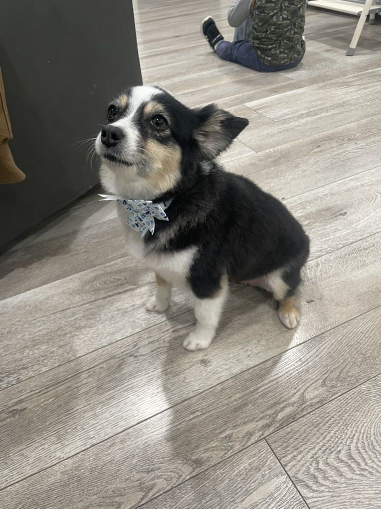 Toy Aussie Puppies (coming soon)