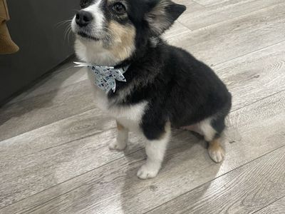 Toy Aussie Puppies (coming soon)