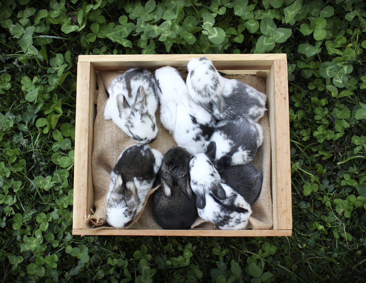 Mini lop baby’s! Pedigreed rabbits for sale!