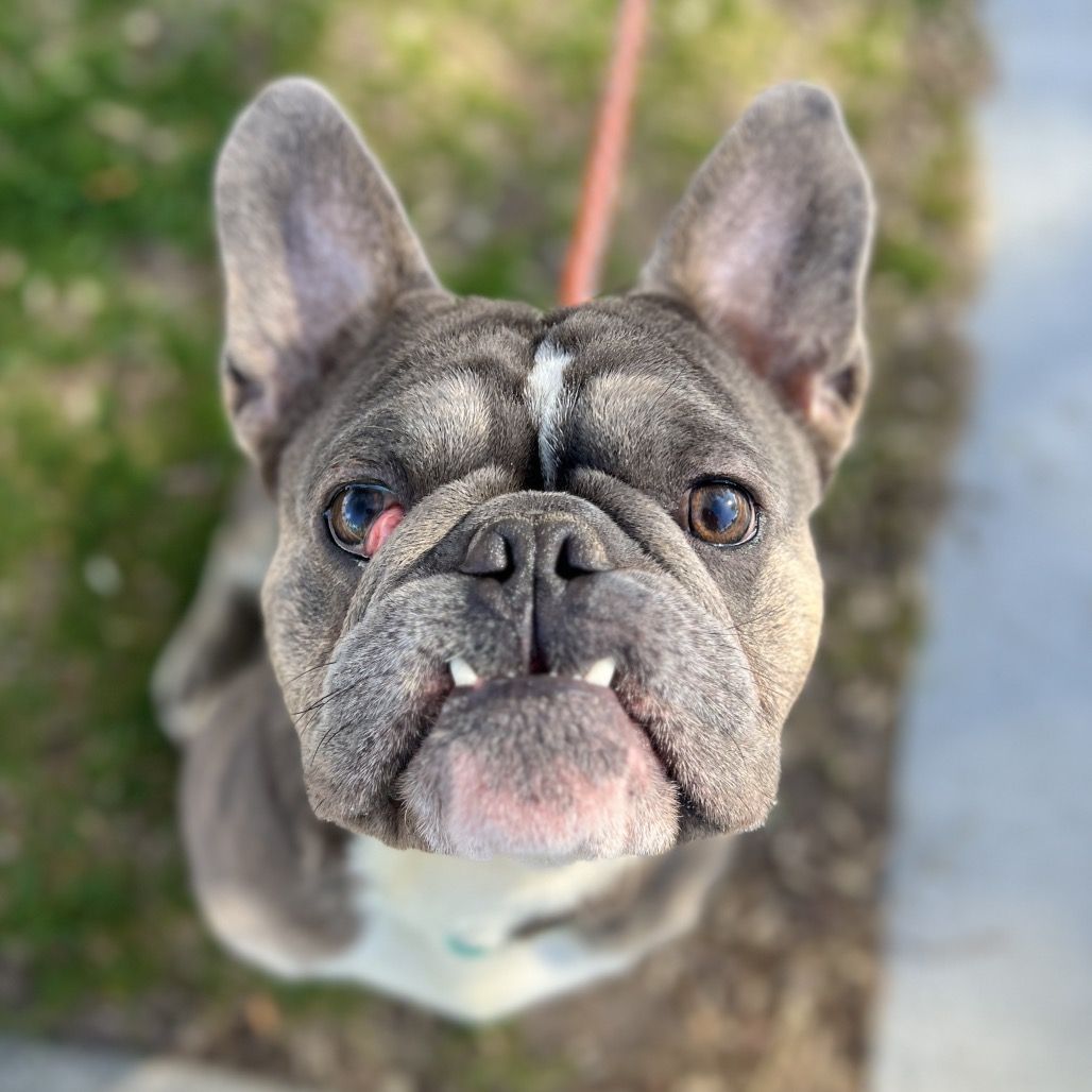 Hello my name is Stitch