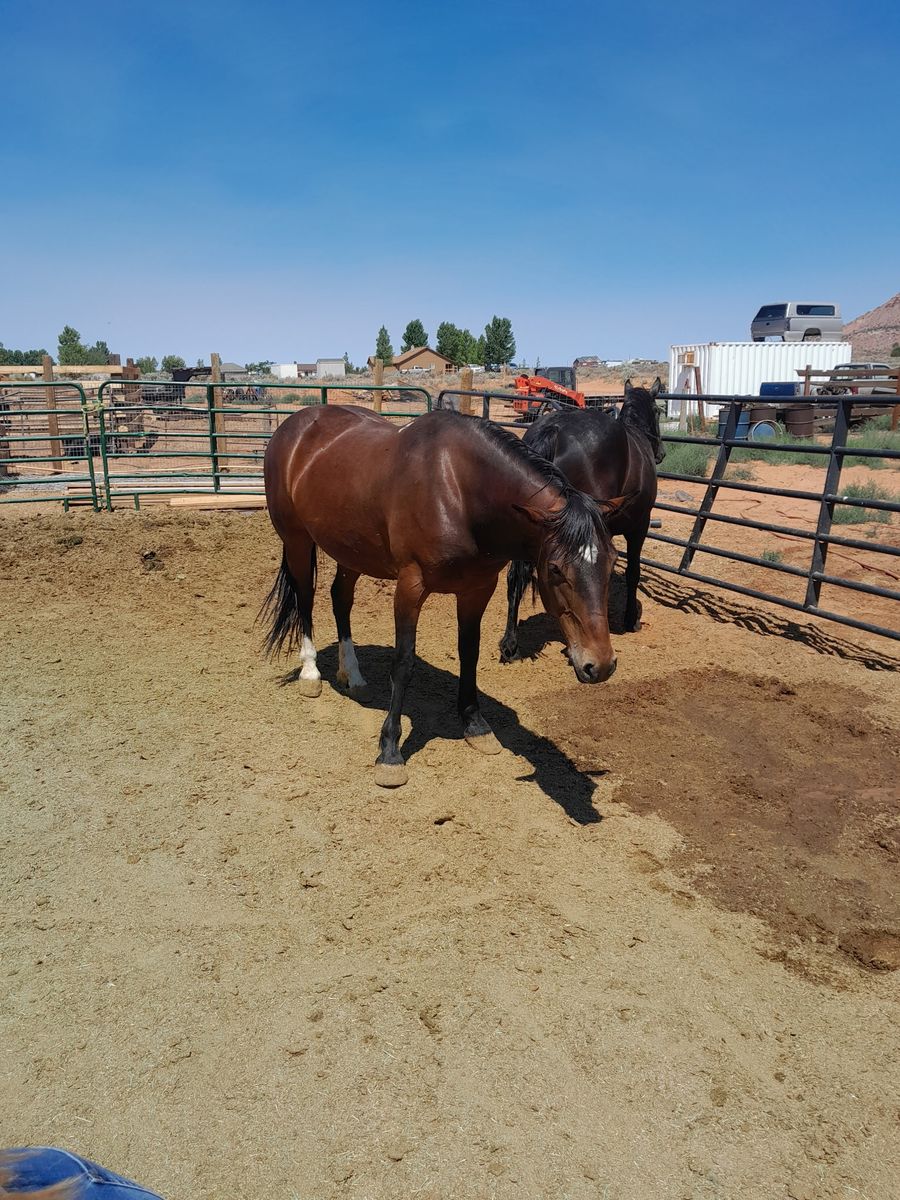 Mare for sale