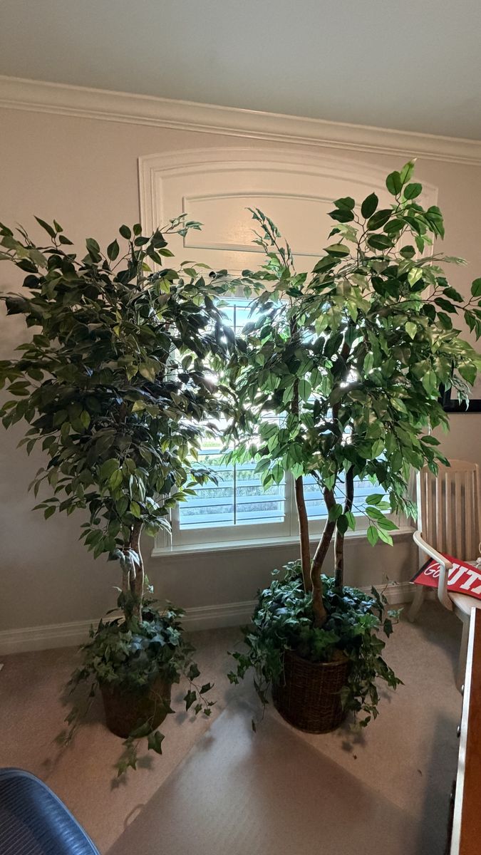 Large Artificial Ficus Trees $25 Each, OBO