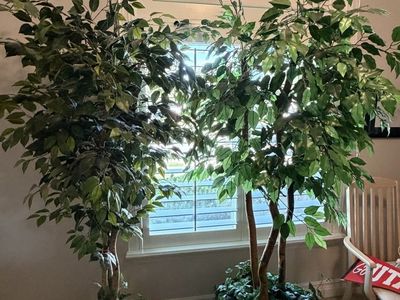 Large Artificial Ficus Trees $25 Each, OBO