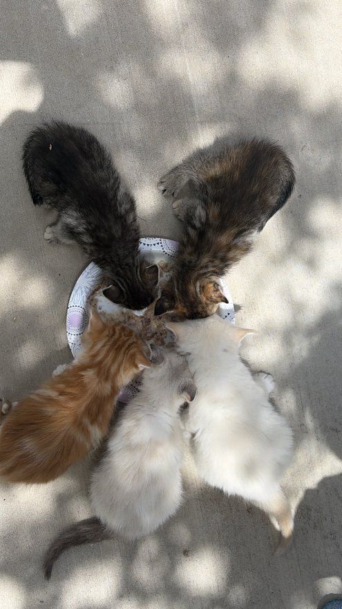 Kittens for sale