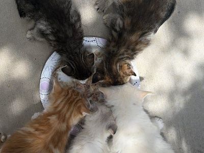 Kittens for sale