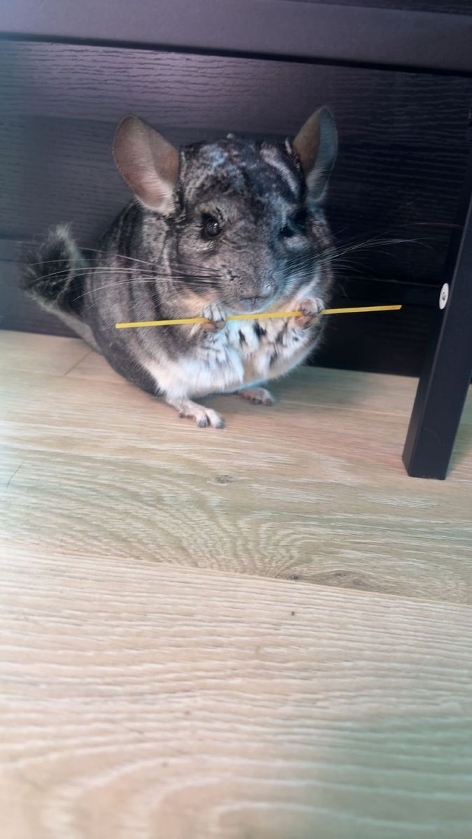 Chinchilla for rehoming