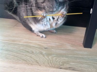 Chinchilla for rehoming