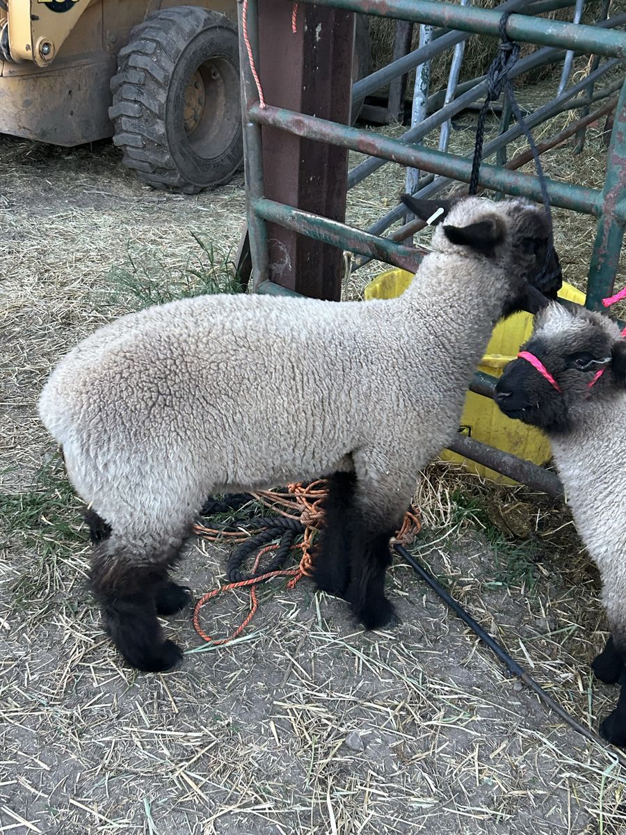 Show lambs
