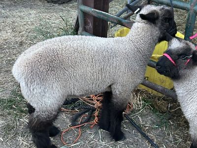 Show lambs