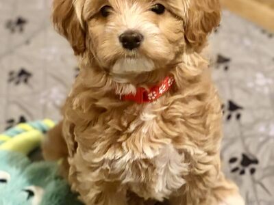 Mini Goldendoodle