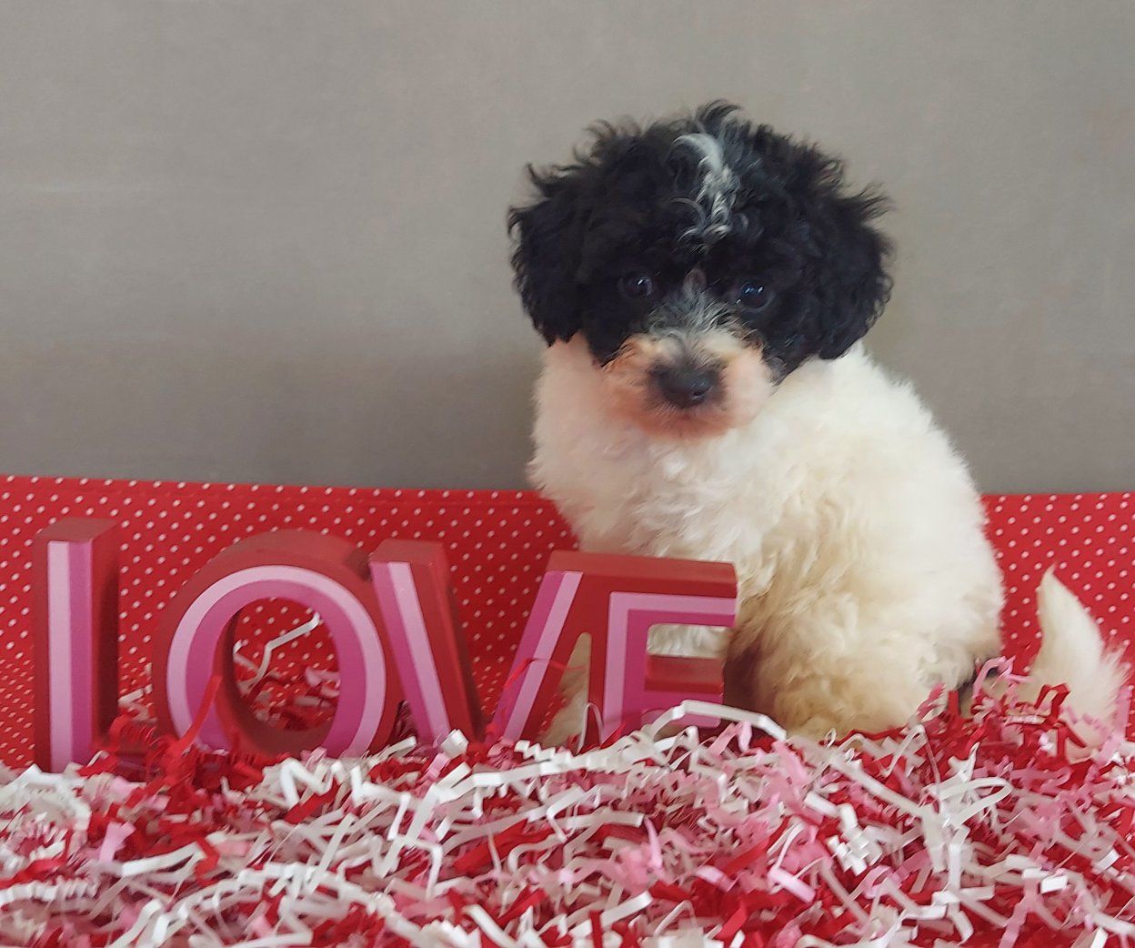 So Cute!  Bichon Frise Toy Poodle Puppies
