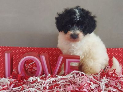So Cute! Bichon Frise Toy Poodle Puppies