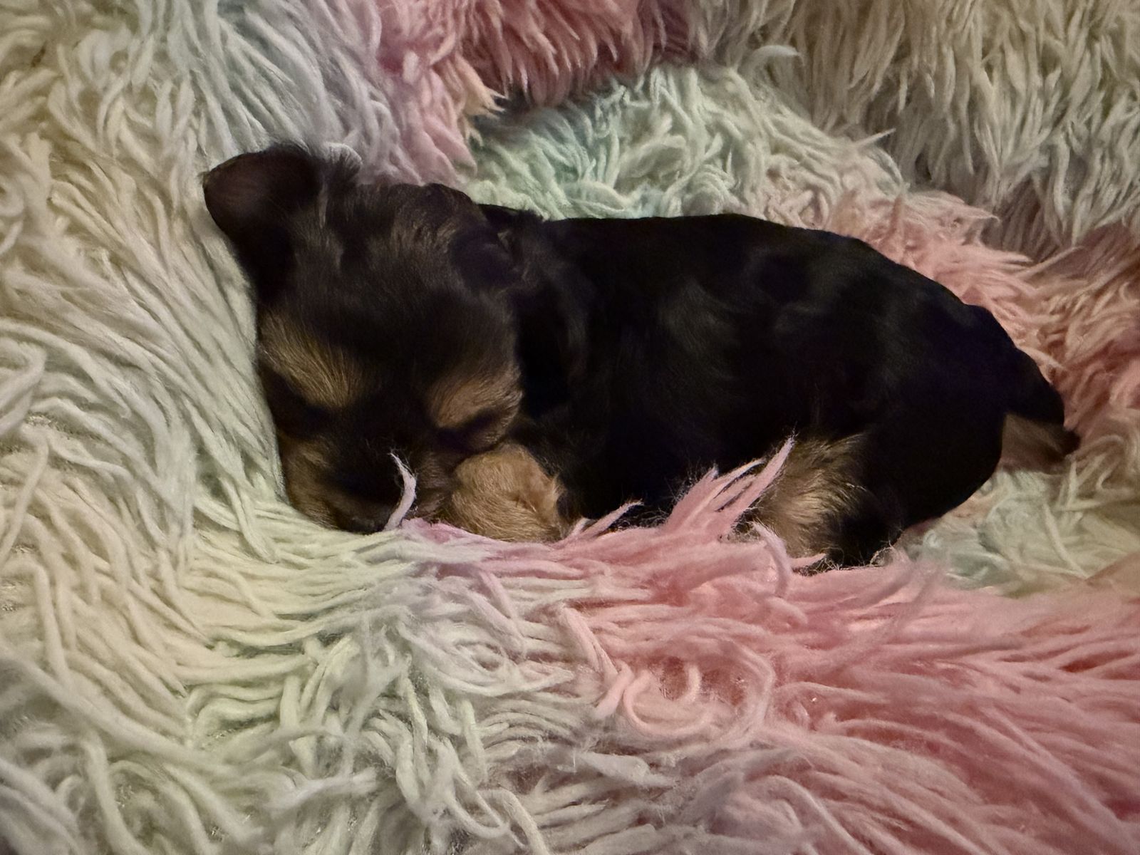 TeddyBear Yorkie Puppies