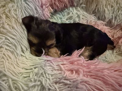 TeddyBear Yorkie Puppies