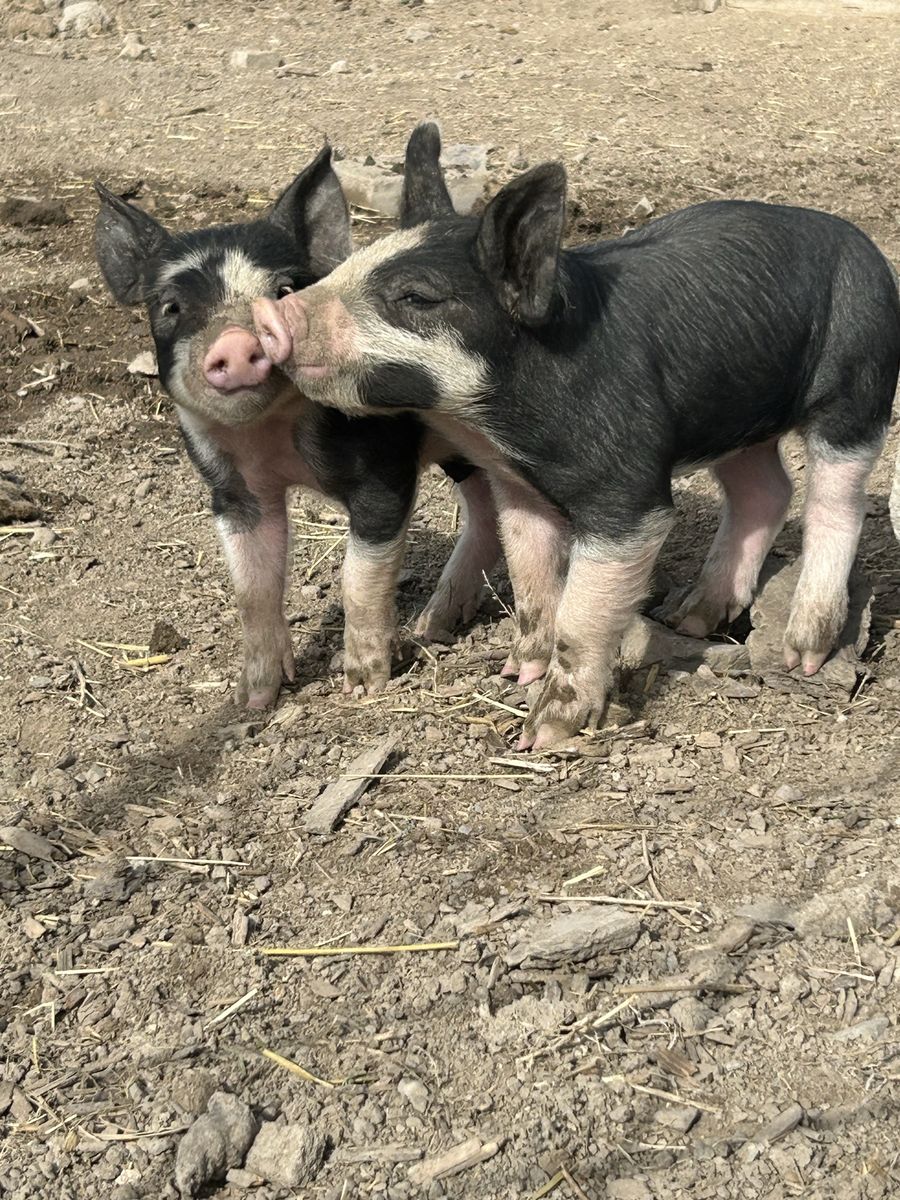 8 Week Berkshire Piglets (Barrows Only) $200
