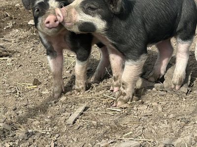 8 Week Berkshire Piglets (Barrows Only) $200
