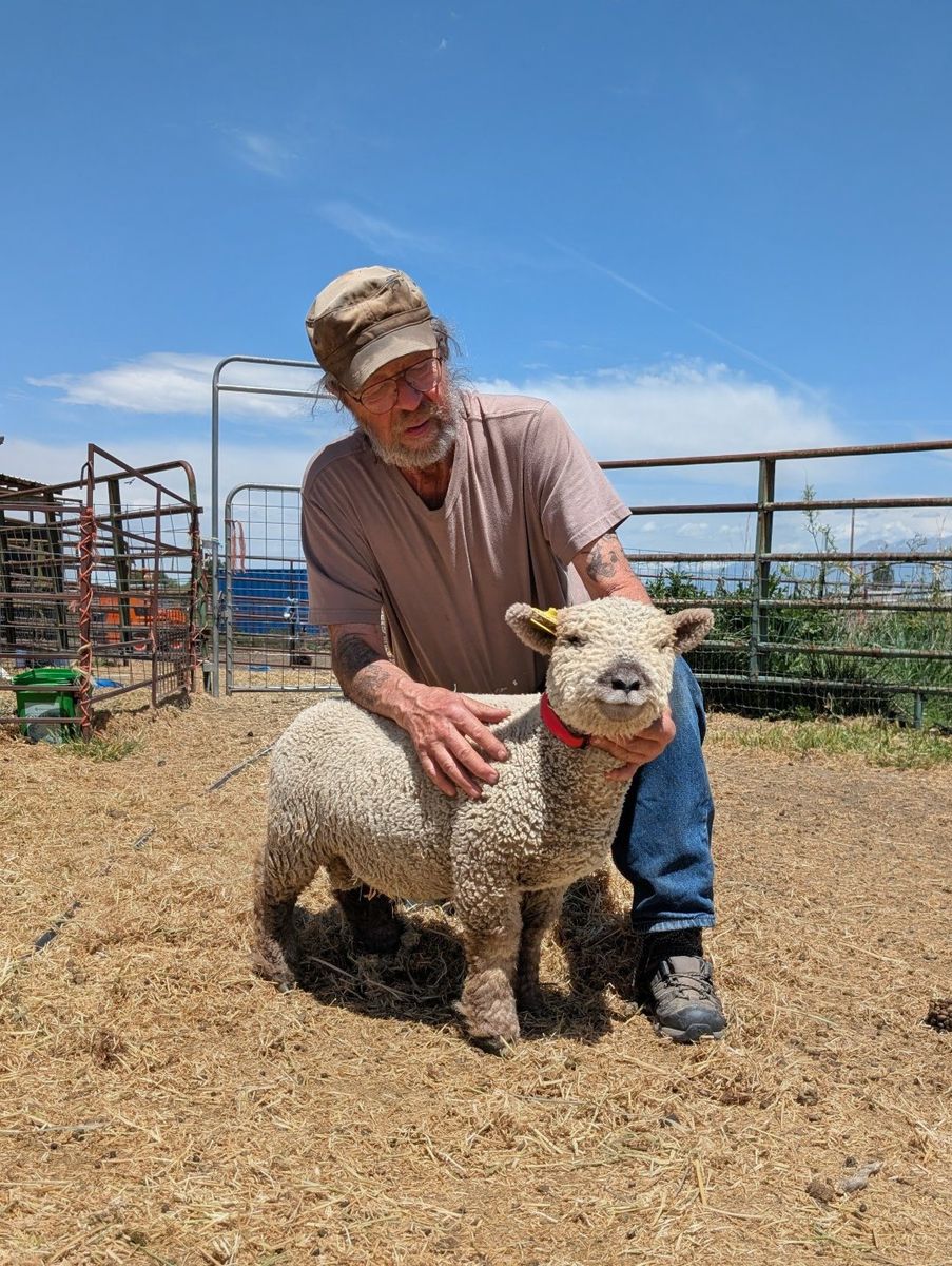 Babydoll lambs