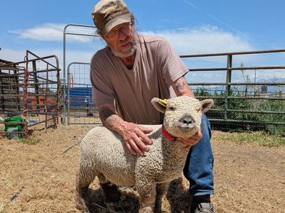 Babydoll lambs