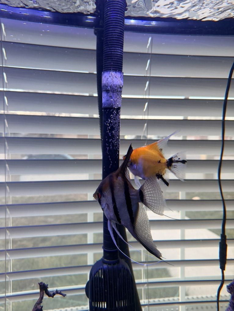 Breeding Trio Of Angelfish