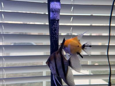 Breeding Trio Of Angelfish