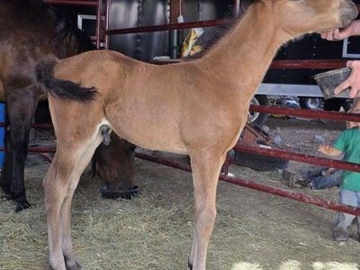Bay Stud Colt AQHA