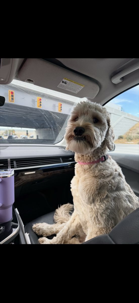 Golden Doodle 