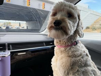 Golden Doodle