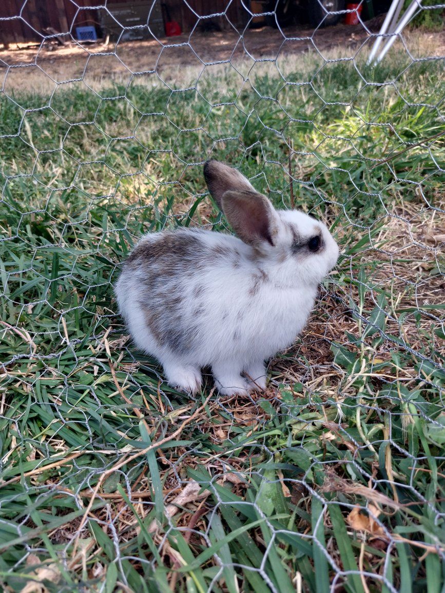 Baby Bunnies- Pure Mini Rex
"Abby"