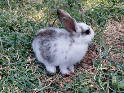 Baby Bunnies- Pure Mini Rex
"Abby"