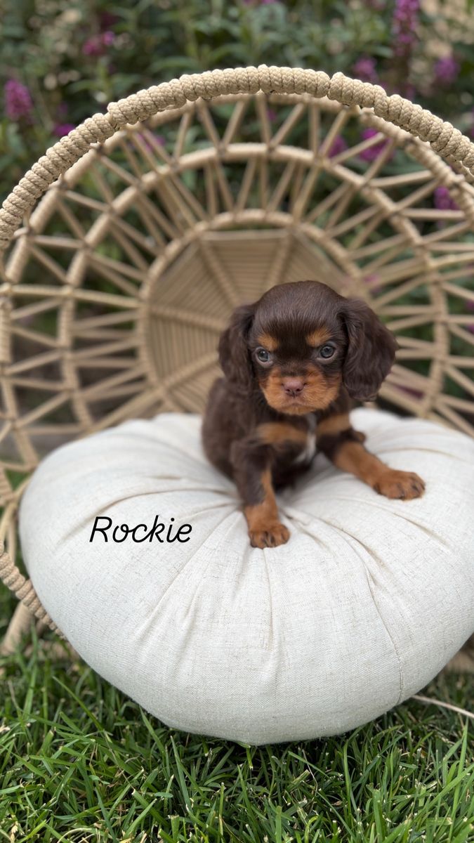 AKC Cavalier King Charles Spaniel