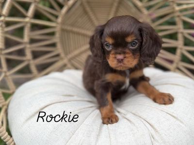 AKC Cavalier King Charles Spaniel